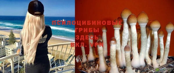 сатива Алзамай